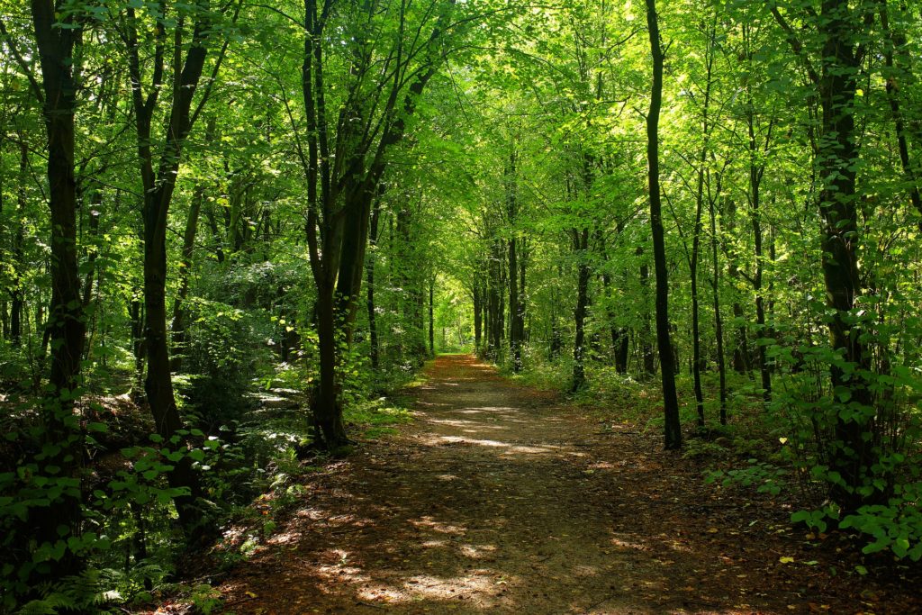 Camino en bosque